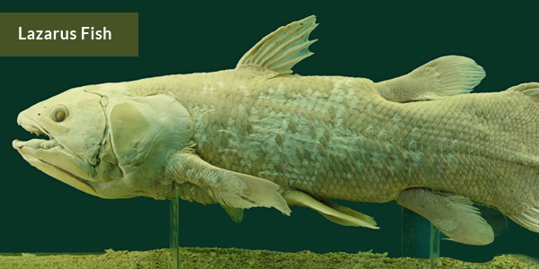 Lazarus Fish—Discovered after Extinction