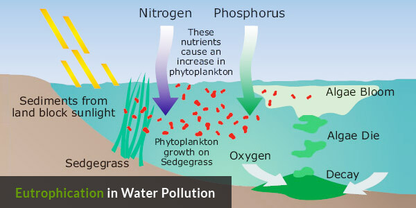 Water Pollution on Earth - Eutrophication