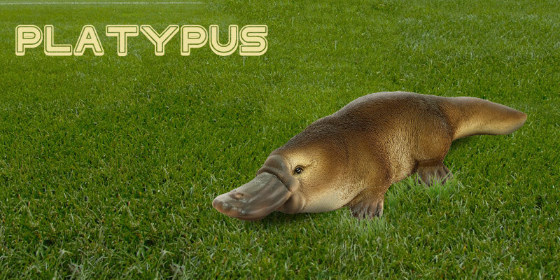 Wildlife in Australia List - Platypus