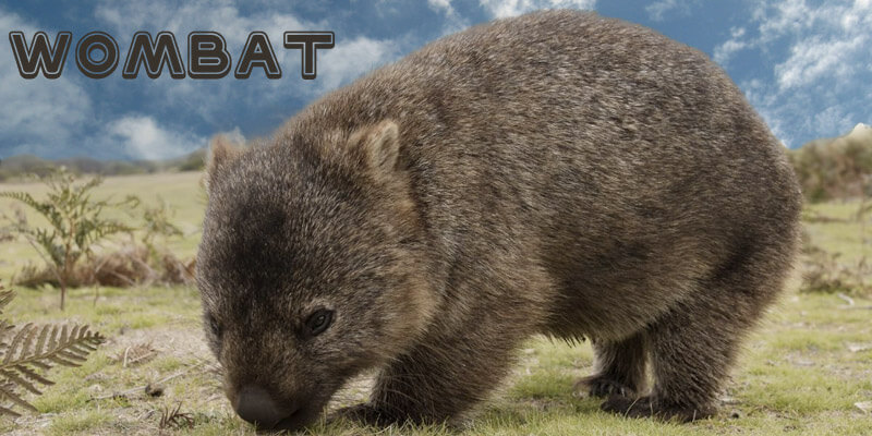 Wildlife in Australia List - Wombat
